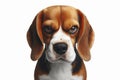 Angry disgruntled Beagle dog Isolated on white background. ai generative