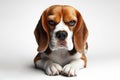 Angry disgruntled Beagle dog Isolated on white background. ai generative