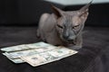 an angry and disgruntled cat of the Don Sphinx breed lies in front of the dollars and guards the money Royalty Free Stock Photo