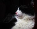 An angry, displeased or arrogant black and white cat with a long white mustache on a black background. The cat turned