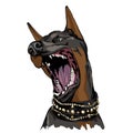 angry Doberman dog open mouth