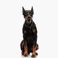 angry dobermann puppy with collar looking forward and barking Royalty Free Stock Photo