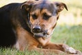 angry dog show the teeth Royalty Free Stock Photo