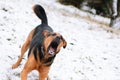 angry dog with bared teeth on the snow