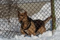 An angry dog barks behind a metal fence. The dog protects the private territory. A house in the village and an angry dog in winter