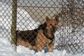 An angry dog barks behind a metal fence. The dog protects the private territory. A house in the village and an angry dog in winter