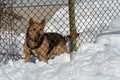 An angry dog barks behind a metal fence. The dog protects the private territory. A house in the village and an angry dog in winter