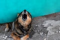 The angry dog barks and rocks the climbing out from under the fence. The pet protects its territory with aggression. A pet on a
