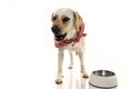 ANGRY DOG EATING. LABRADOR PUPPY ASKING FOR FOOD OR PROTECTING TERRITORY BY INSTINCT AND SHOWING TEETH. ISOLATED SHOT AGAINST Royalty Free Stock Photo