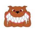 Angry dog face isolated. Evil Bulldog Head. vector illustration Royalty Free Stock Photo