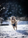 Angry dog fetching teeth in snow and running Royalty Free Stock Photo