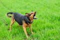 Angry dog on the green grass