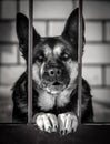 An angry dog guards the house behind a metal fence Royalty Free Stock Photo