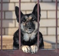 An angry dog guards the house behind a metal fence Royalty Free Stock Photo