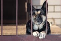 An angry dog guards the house behind a metal fence Royalty Free Stock Photo