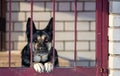 An angry dog guards the house behind a metal fence Royalty Free Stock Photo