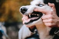 Angry dog husky shows teeth