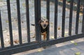 Angry dog looking camera from the hole in the metal fence Royalty Free Stock Photo