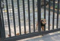 Angry dog looking from the hole in the metal fence Royalty Free Stock Photo