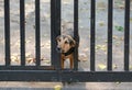 Angry dog looking from the hole in the metal fence Royalty Free Stock Photo