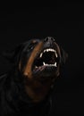 Angry dog with open mouth. Pet catches food. Rottweiler snarls Royalty Free Stock Photo