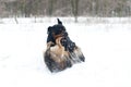 Fighting dogs rottweiler and small dog Royalty Free Stock Photo