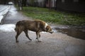 Angry dog on street. Homeless dog on road. Pet without owner