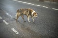 Angry dog on street. Homeless dog on road. Pet without owner