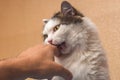 Domestic cat painfully bites the owner`s hand