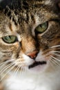 Angry domestic cat close up