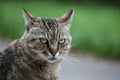 Angry domestic grey cat on a blurred background