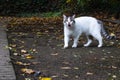 Angry domestic pet cat in an urban park