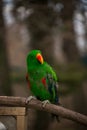 Angry edel parrot look Royalty Free Stock Photo