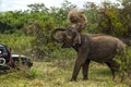 An angry elephant throws dust with its trunk on its back and attacks a jeep that has come too close to it Royalty Free Stock Photo