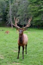 The Angry Elk