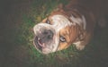 Angry English Bulldog looking up Royalty Free Stock Photo