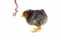 Angry evil chicken and earthworm Royalty Free Stock Photo