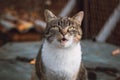 Angry expression of a house cat sitting on the table and doing a meow at his owner. A million pet expressions. cat emotions Royalty Free Stock Photo