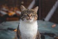 Angry expression of a house cat sitting on the table and doing a meow at his owner. A million pet expressions. cat emotions Royalty Free Stock Photo