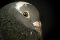Angry eyes of speed racing pigeon bird Royalty Free Stock Photo