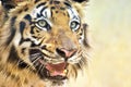 Angry face of Royal Bengal Tiger, Panthera Tigris, India Royalty Free Stock Photo