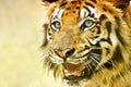 Angry face of Royal Bengal Tiger, Panthera Tigris, India Royalty Free Stock Photo