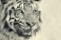 Angry face of Royal Bengal Tiger, Panthera Tigris, India Royalty Free Stock Photo