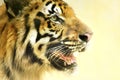 Angry face of Royal Bengal Tiger, Panthera Tigris, India Royalty Free Stock Photo