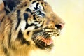 Angry face of Royal Bengal Tiger, Panthera Tigris, India Royalty Free Stock Photo