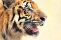 Angry face of Royal Bengal Tiger, Panthera Tigris, India Royalty Free Stock Photo