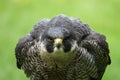 Angry falcon Royalty Free Stock Photo