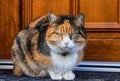 Angry felis catus domesticus sits before entry doors. She is so mad because owner let her wait outside. Concept of domesticated Royalty Free Stock Photo