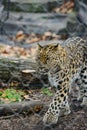 An angry female cheetah crawling leopard africa safari park Royalty Free Stock Photo