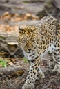 An angry female cheetah crawling leopard africa safari park Royalty Free Stock Photo